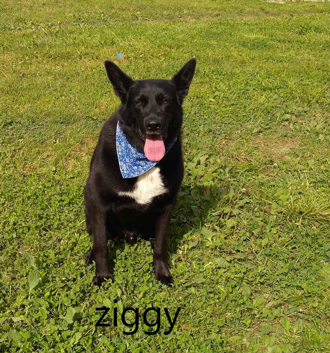 Ziggy