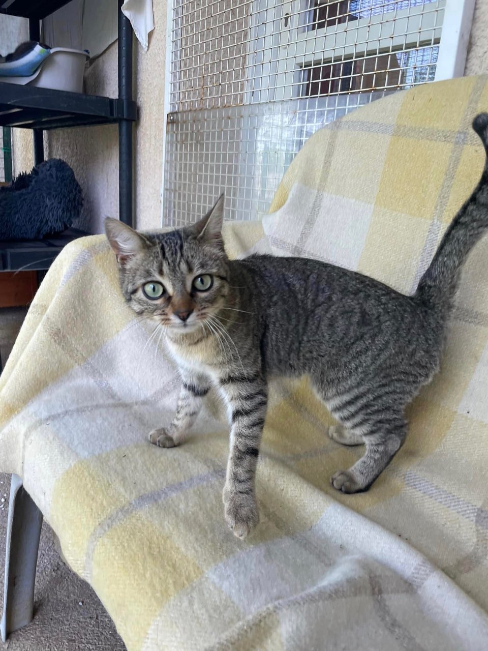 Toundra a disparu à Dole