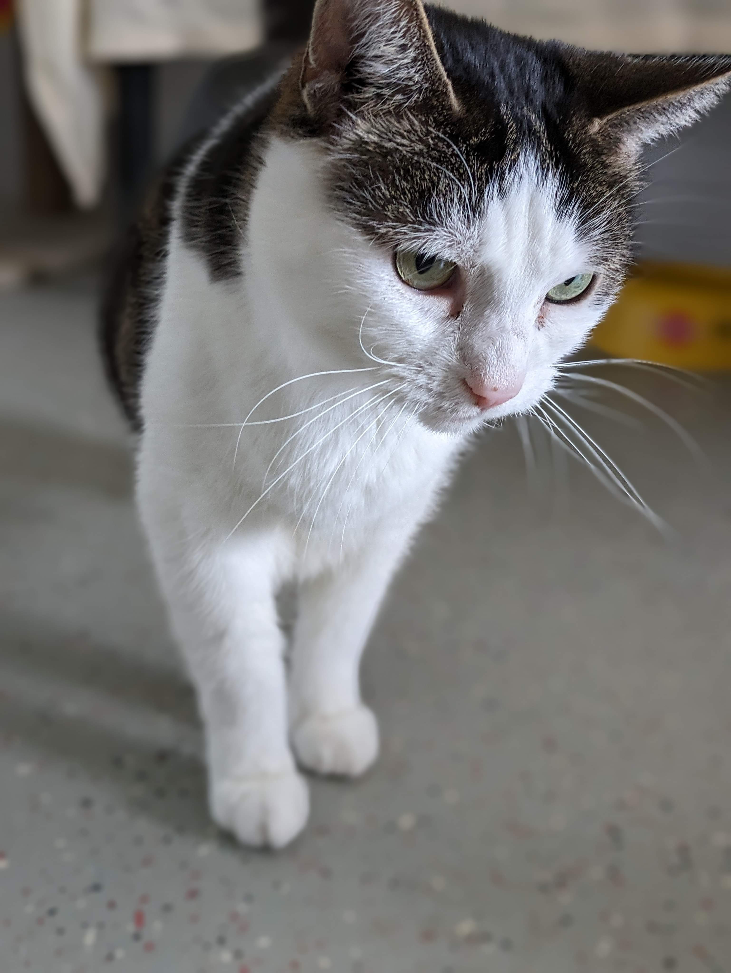 Notre gentil Moka, nous a quittés ce 27 mars 2026