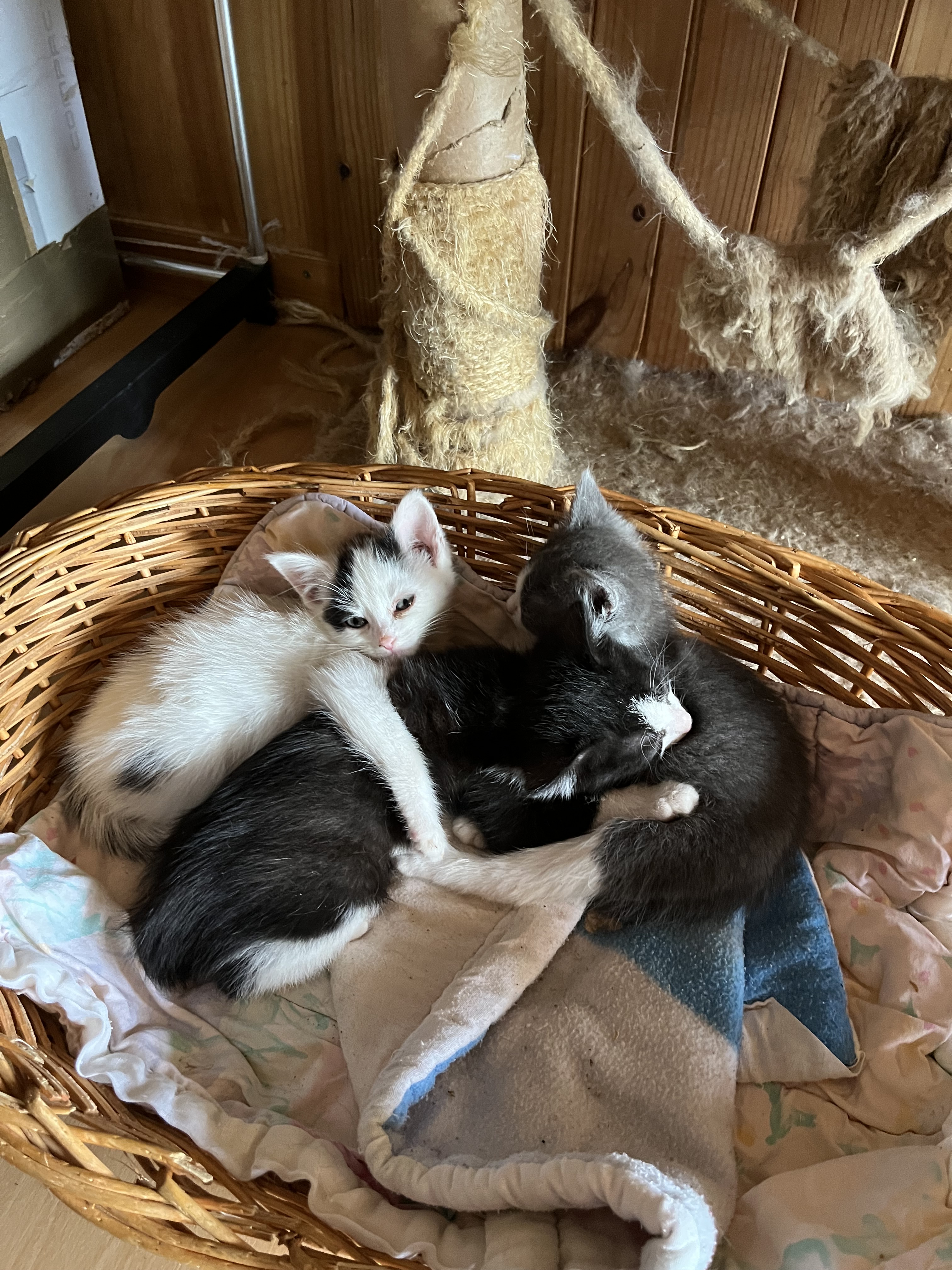 Véra,Vichy et Vador