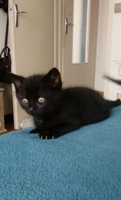 Vasco , Verlaine et Vangelis