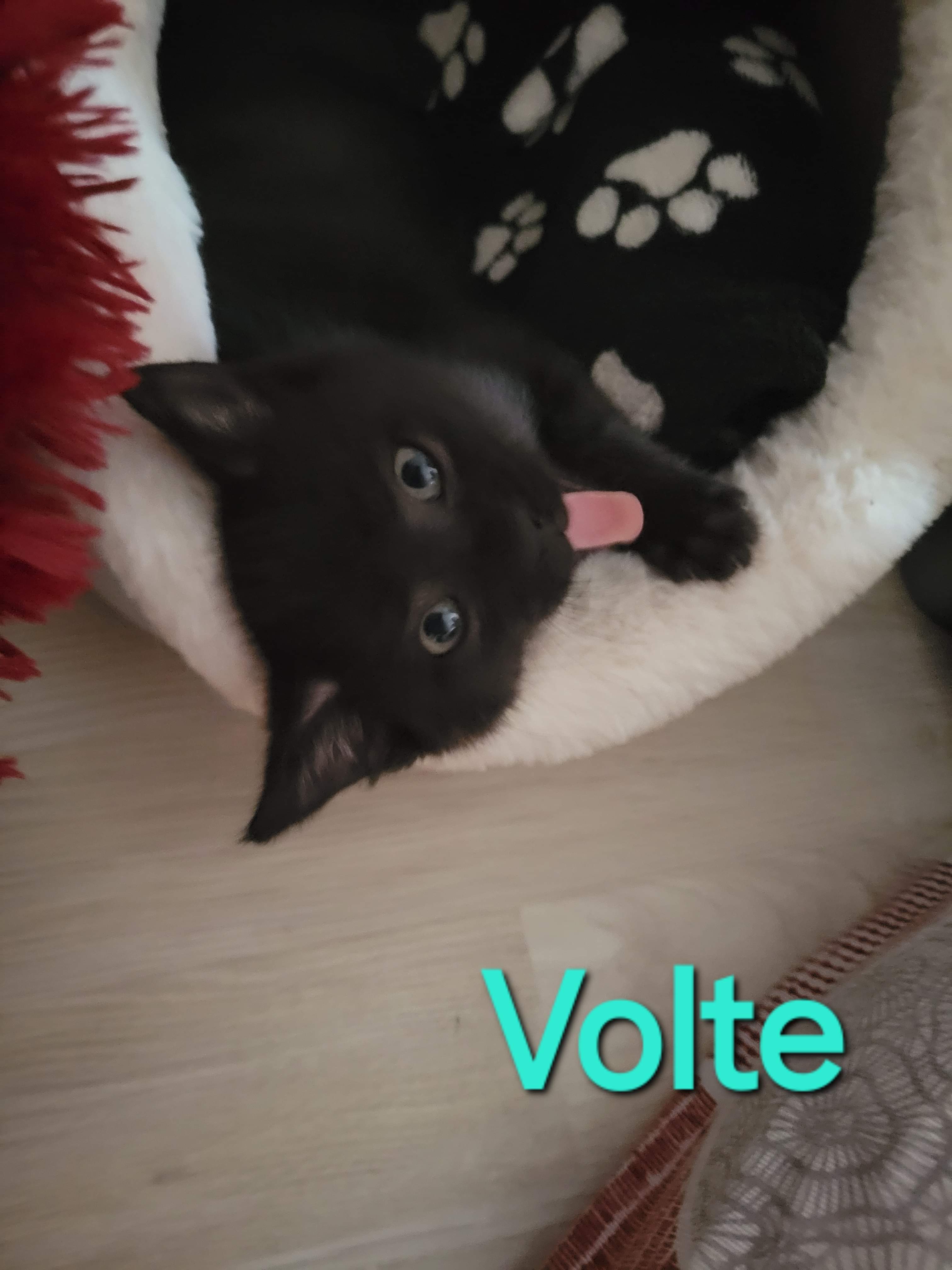 Volte , Vénus, Virgule