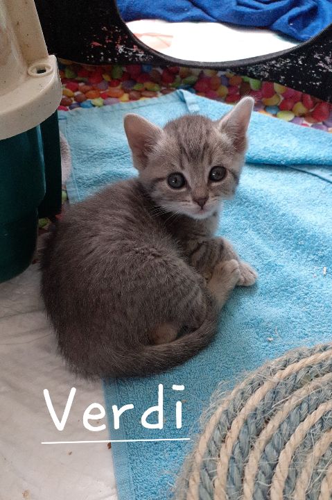 Vanda, Verdi et Vichy