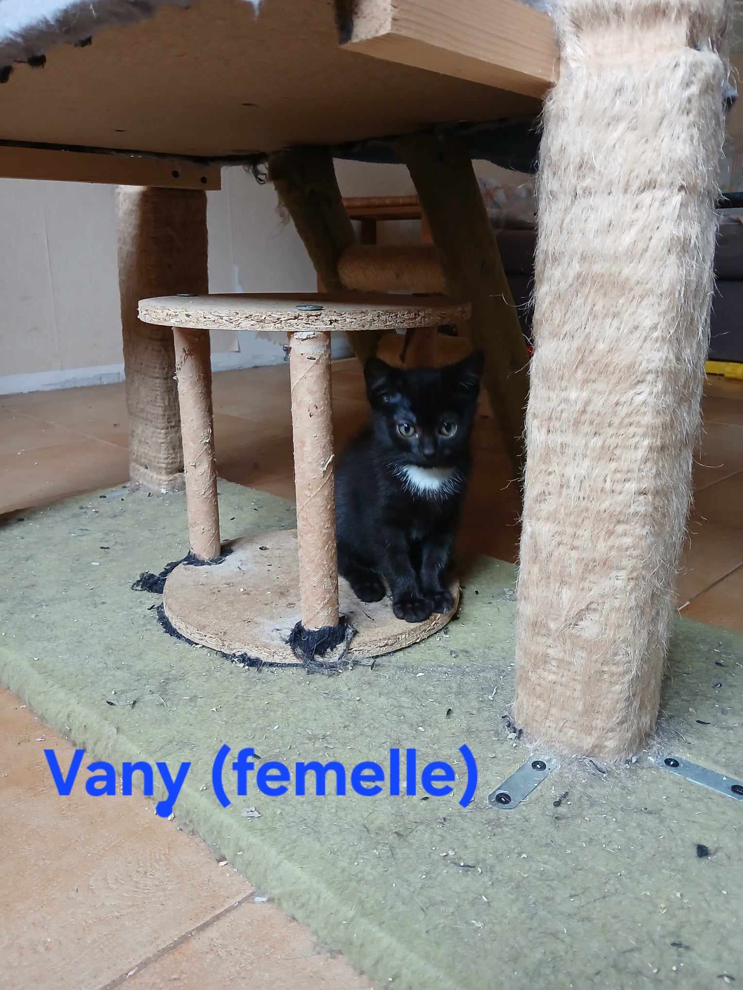 Vindy, Vany, Volty, Vendie et Voodie