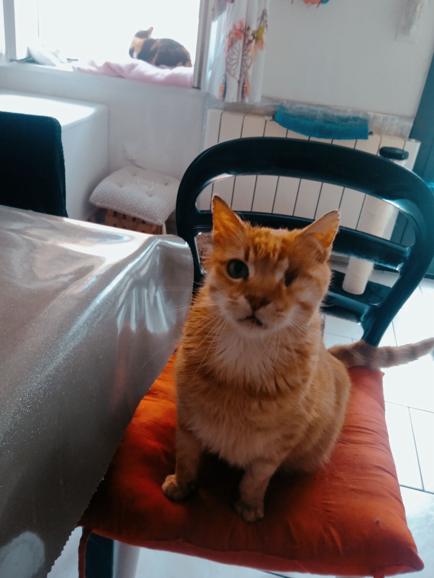 Des nouvelles d'Anton/Aslan