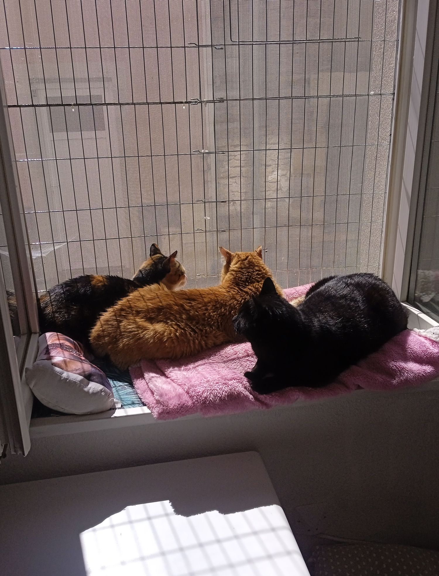 Des nouvelles d'Anton/Aslan