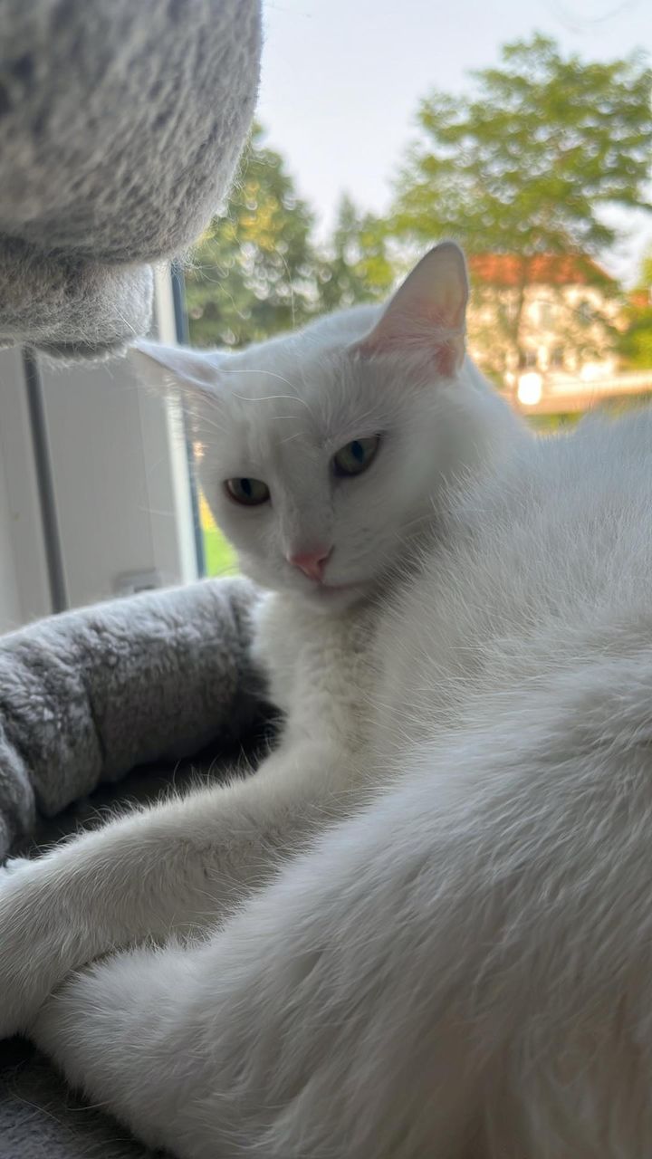 Des nouvelles de la jolie  Frisette