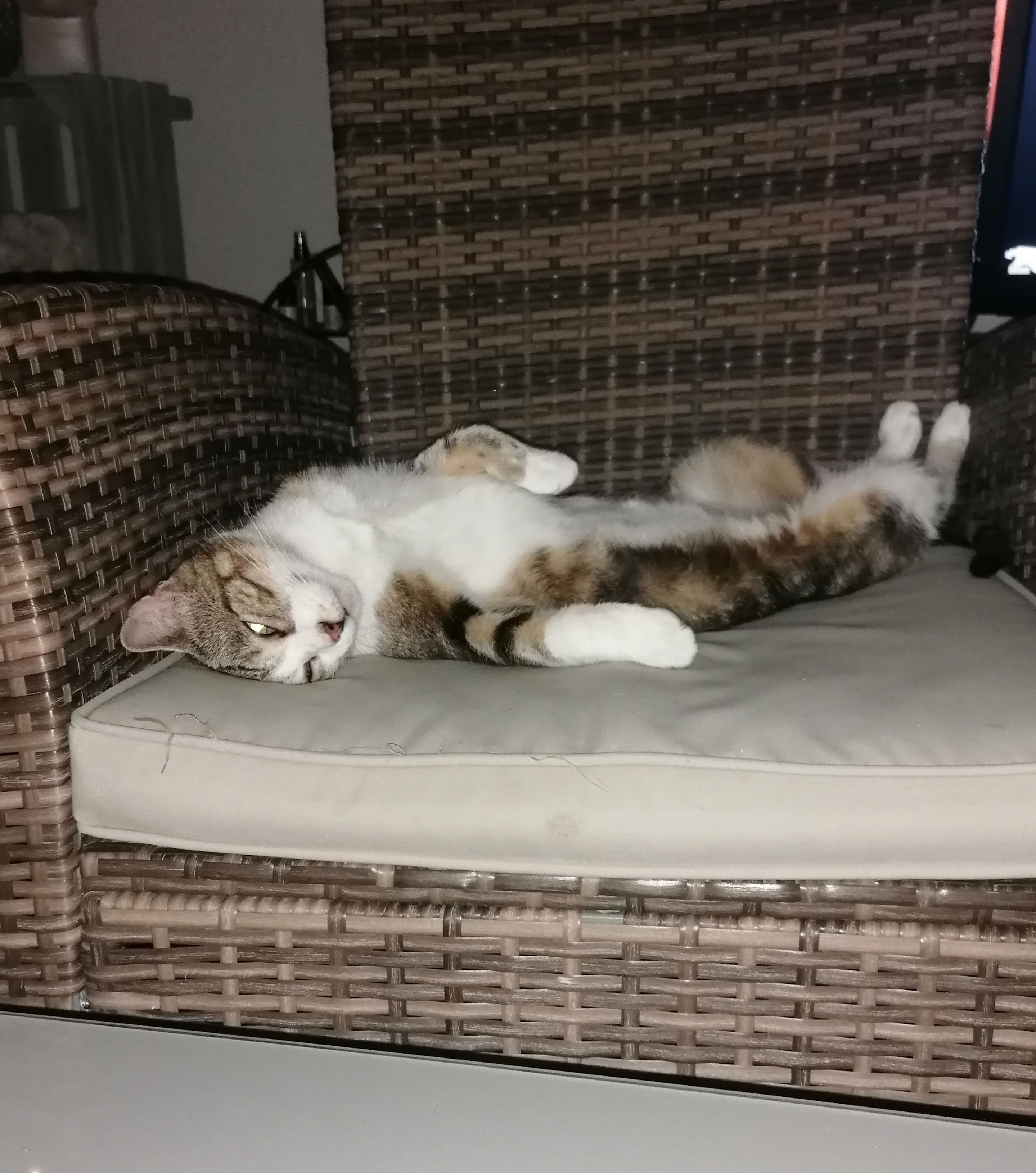 Des nouvelles de Guimauve