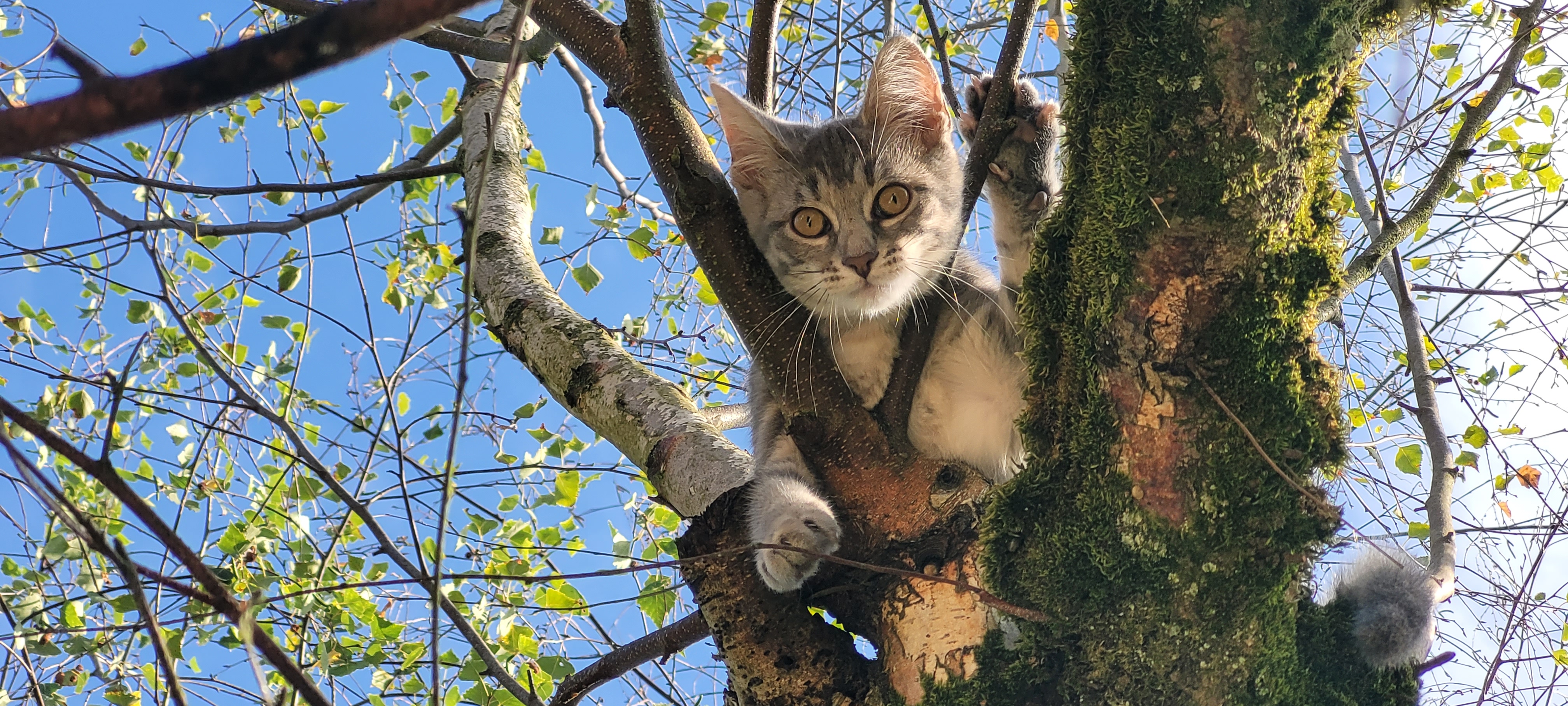 Des nouvelles de la petite Vareka