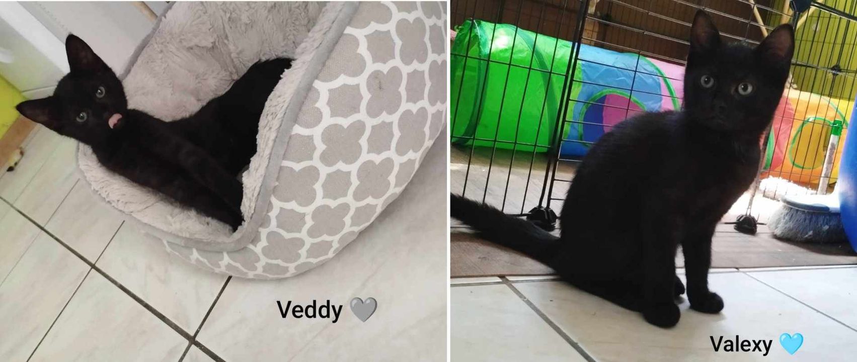Veddy et Valexy