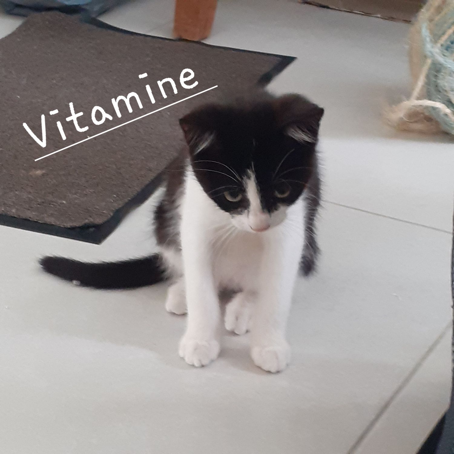 Vestale, Vitamine et Voltige