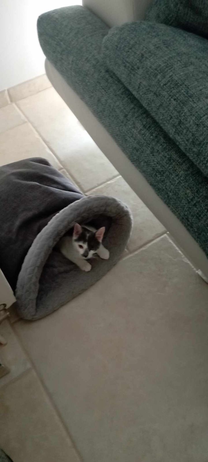 Des nouvelles de Vitulo