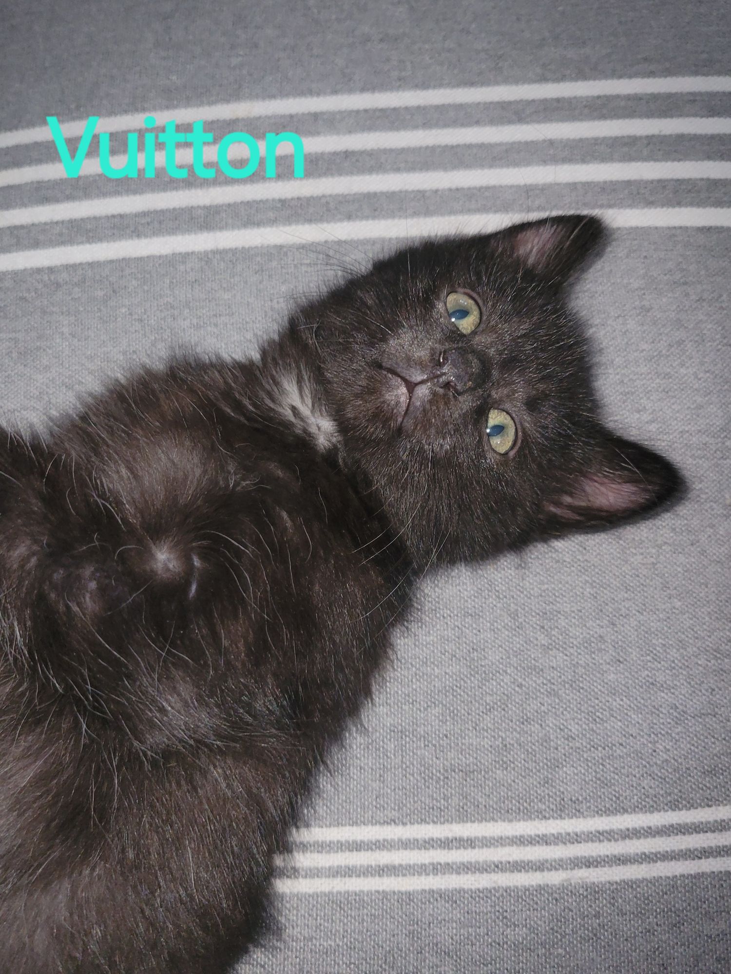 Vapo, Vina et Vuitton