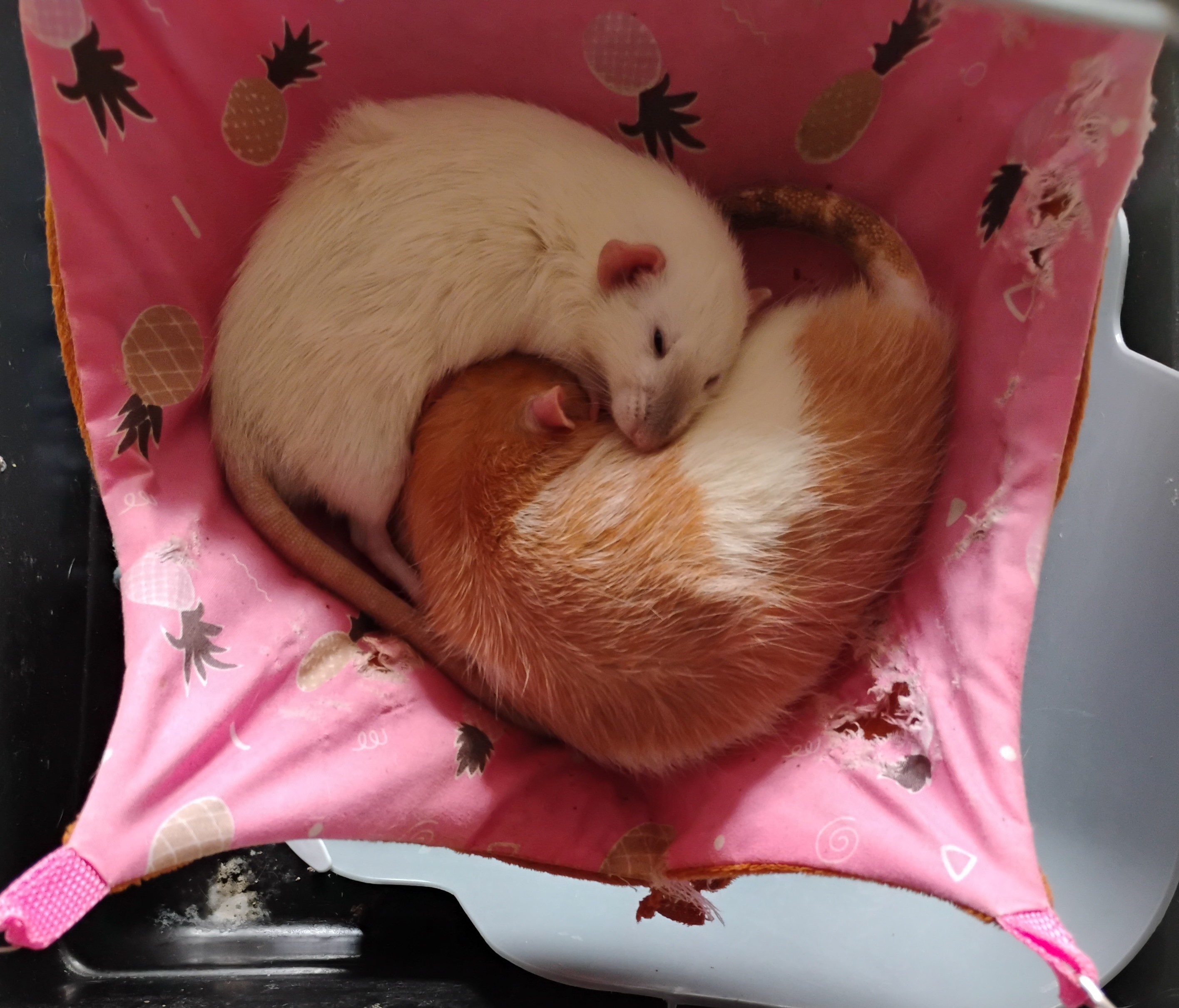 Des nouvelles de Cumin et Anis