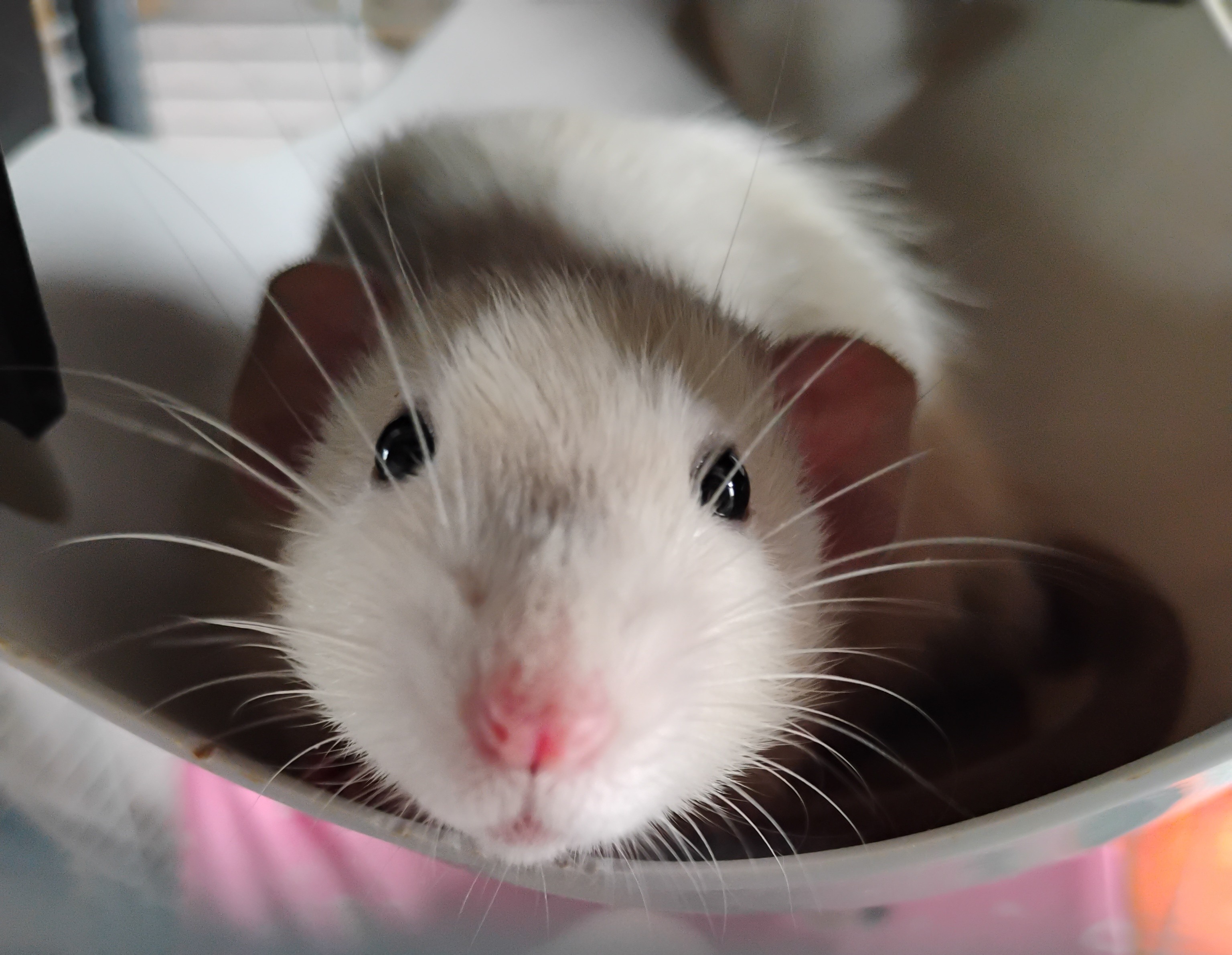 Des nouvelles de Cumin et Anis