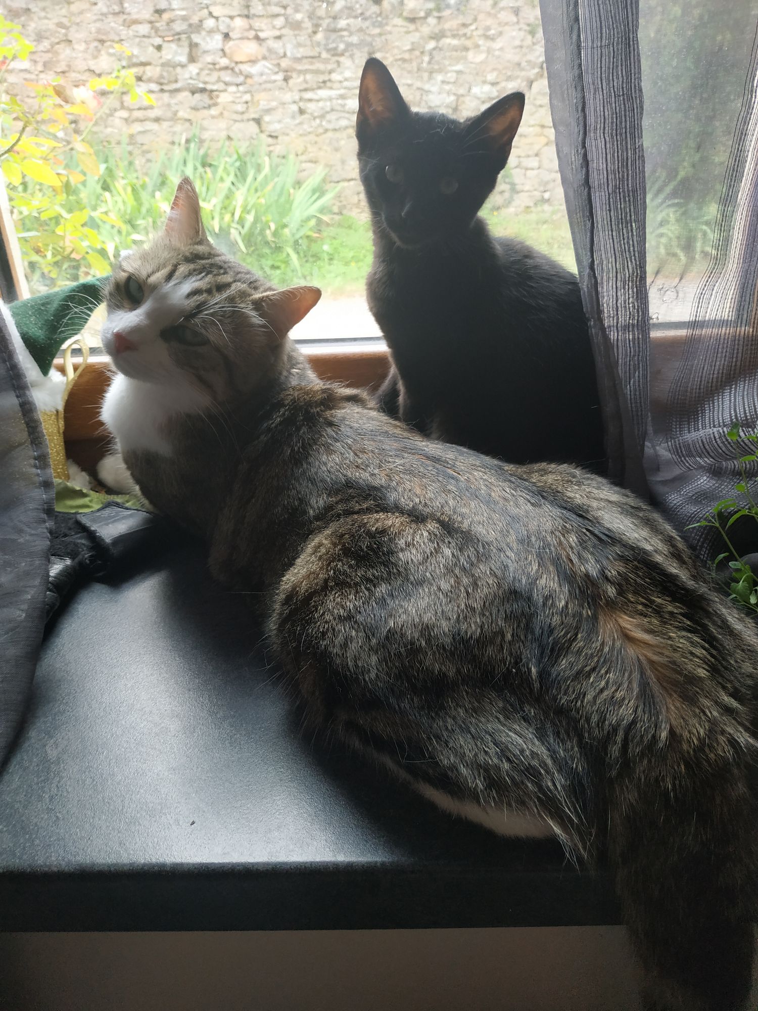 Des nouvelles de TONKA (ex Tiglou)