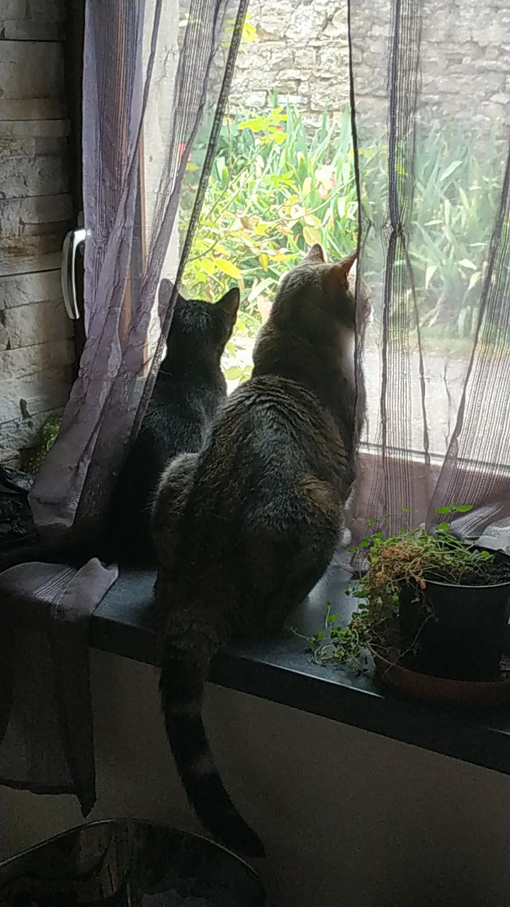 Des nouvelles de TONKA (ex Tiglou)