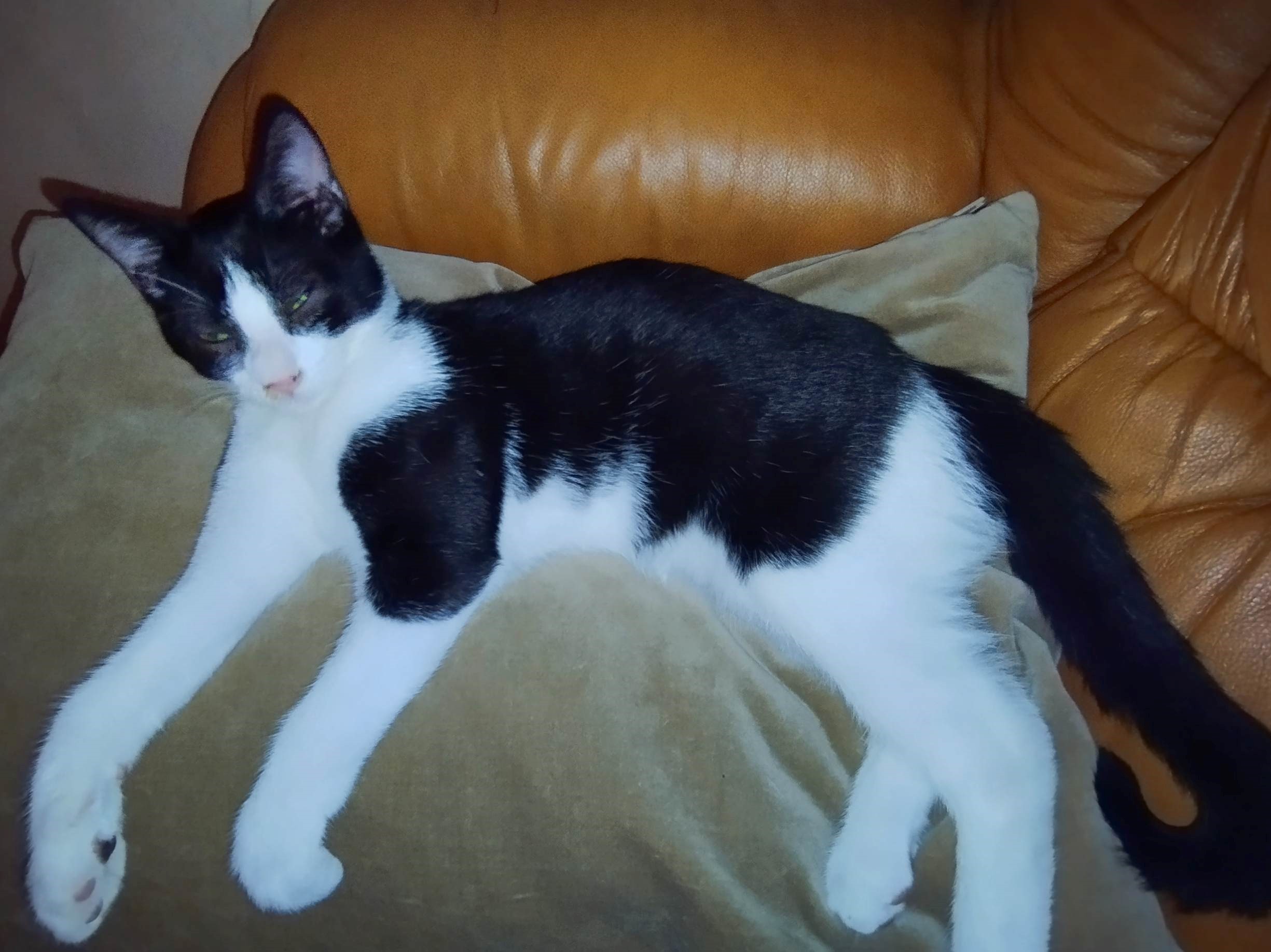 Nouvelles de Van gogh