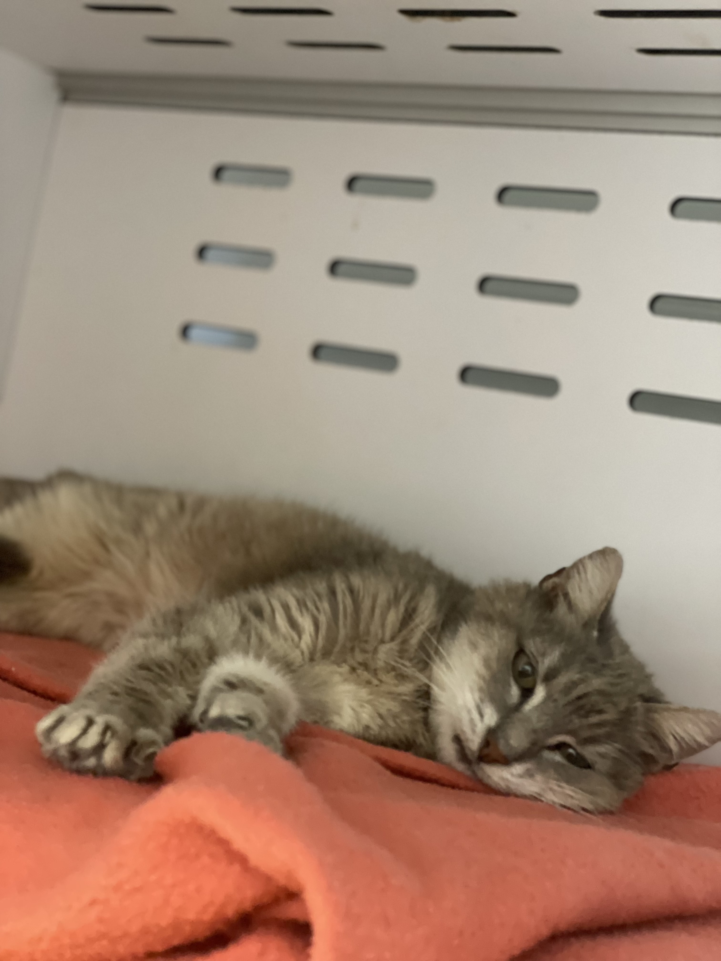 A notre douce Odette ?