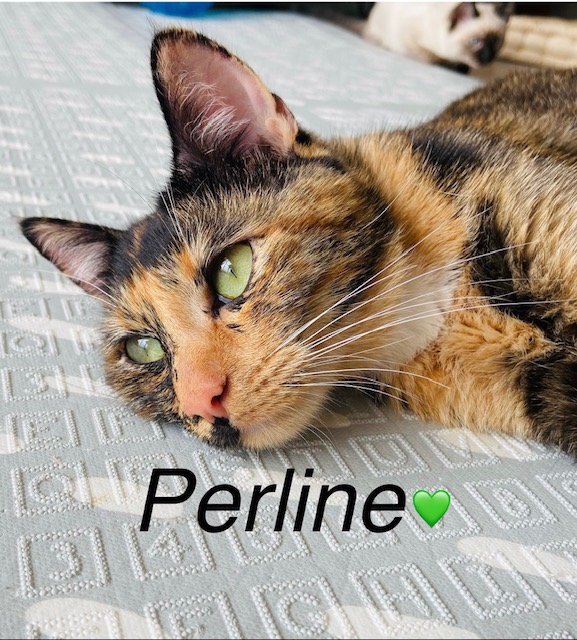 Perline