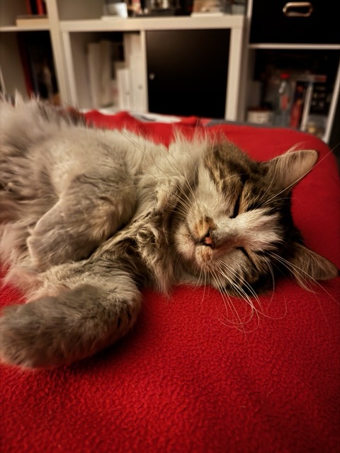 Hommage à Petit Prince