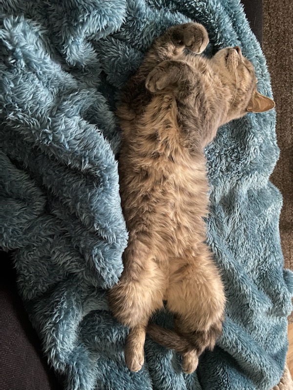 Des nouvelles de Rasta