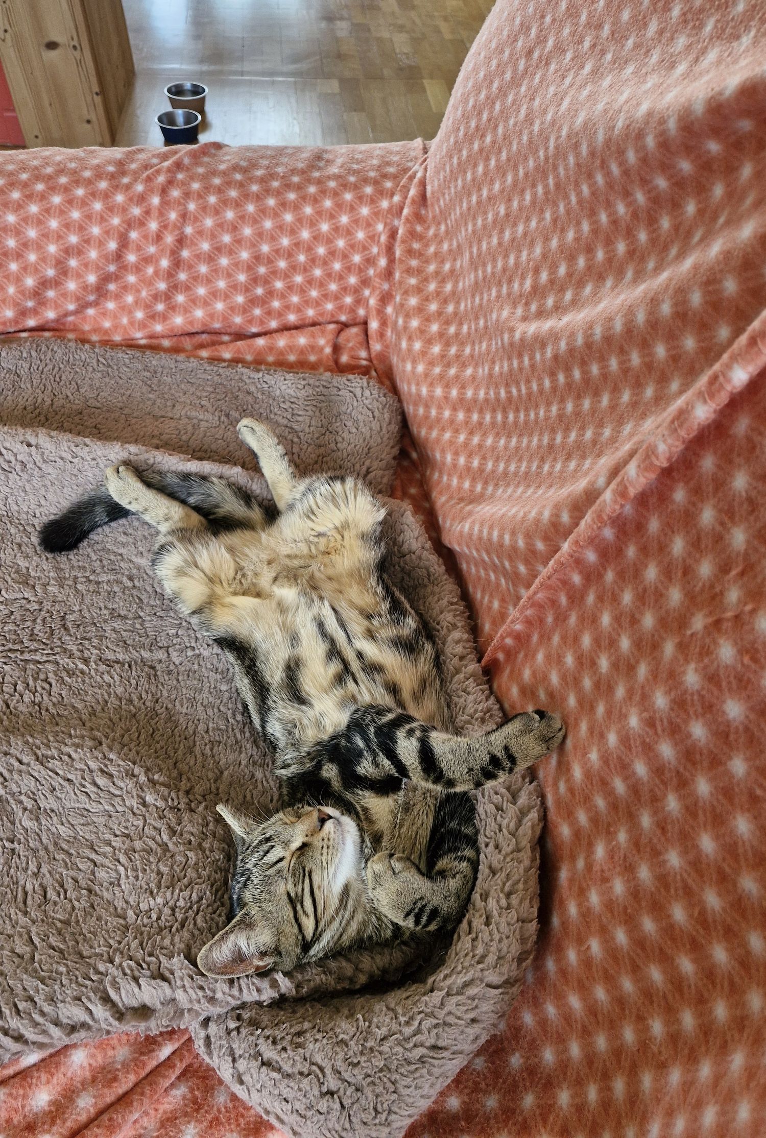 Des nouvelles de Réglisse (Vaza)