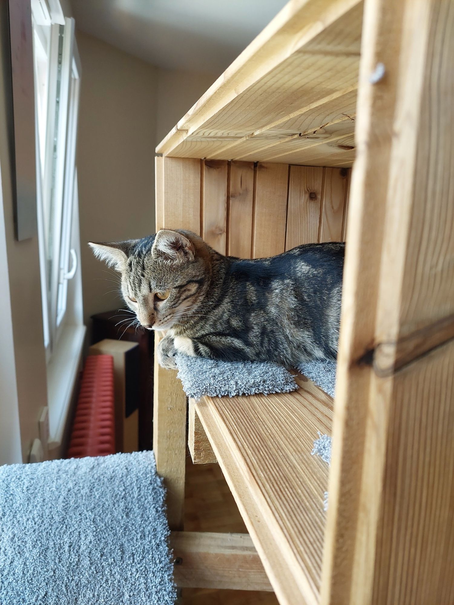 Des nouvelles de Réglisse (Vaza)