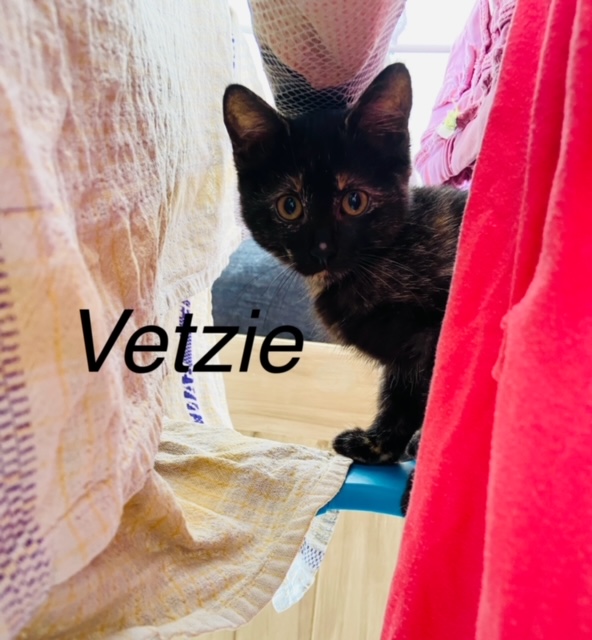 Vetzie