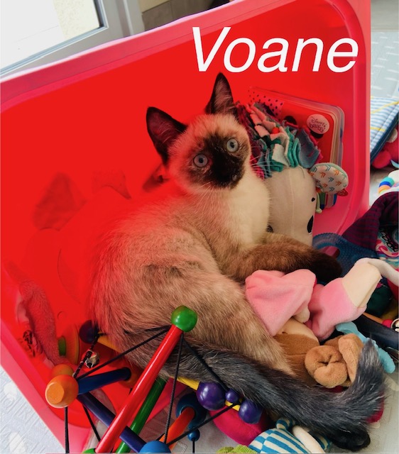 Voane