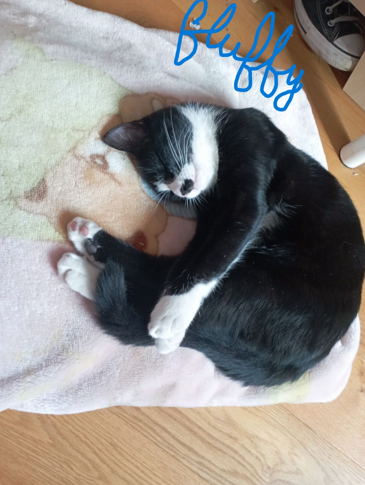 Des nouvelles de Fluffy (Ugandi) - Scotch (Uleron) et Bambou (Utsider)