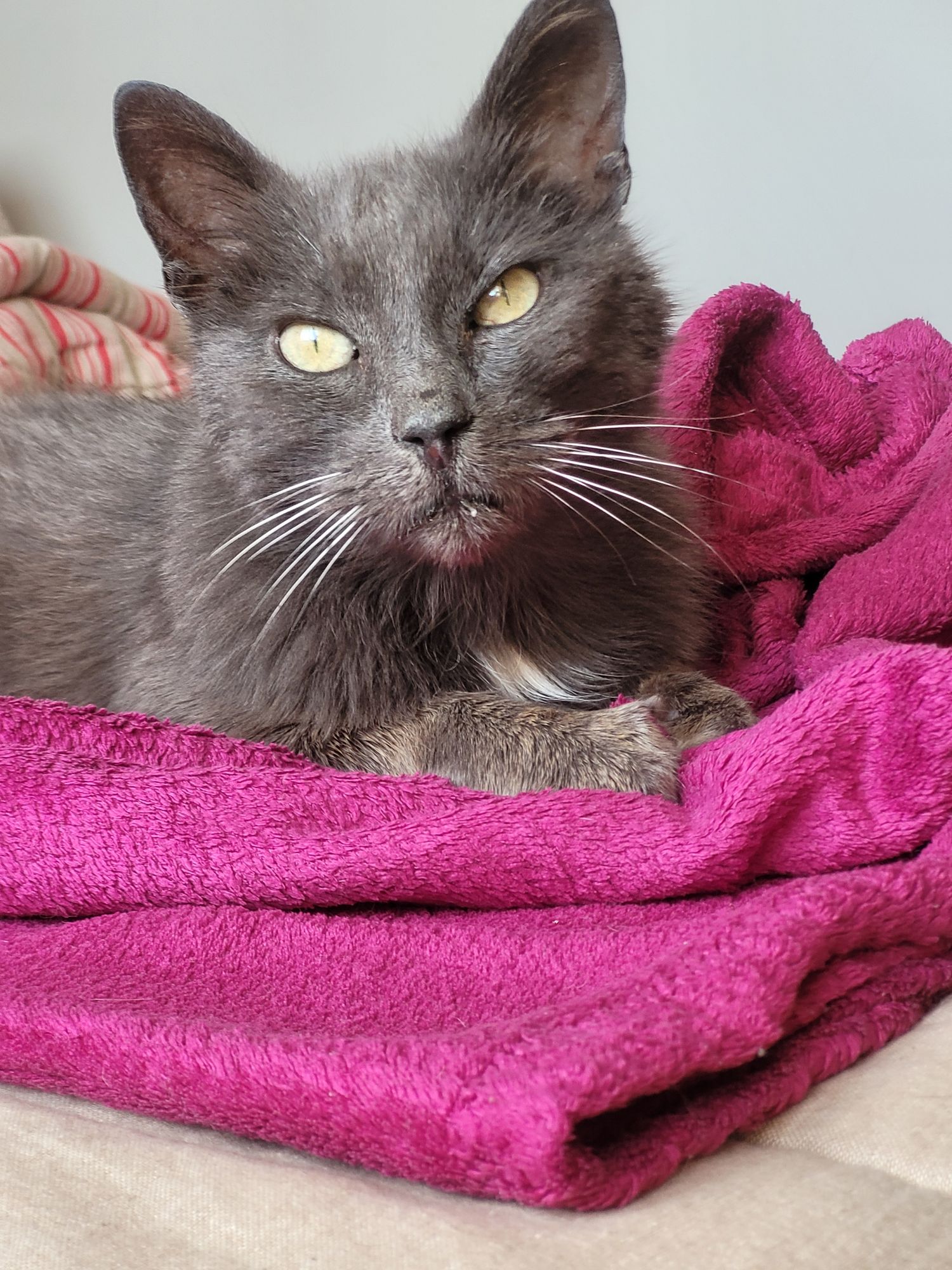 Des nouvelles de Kaloo