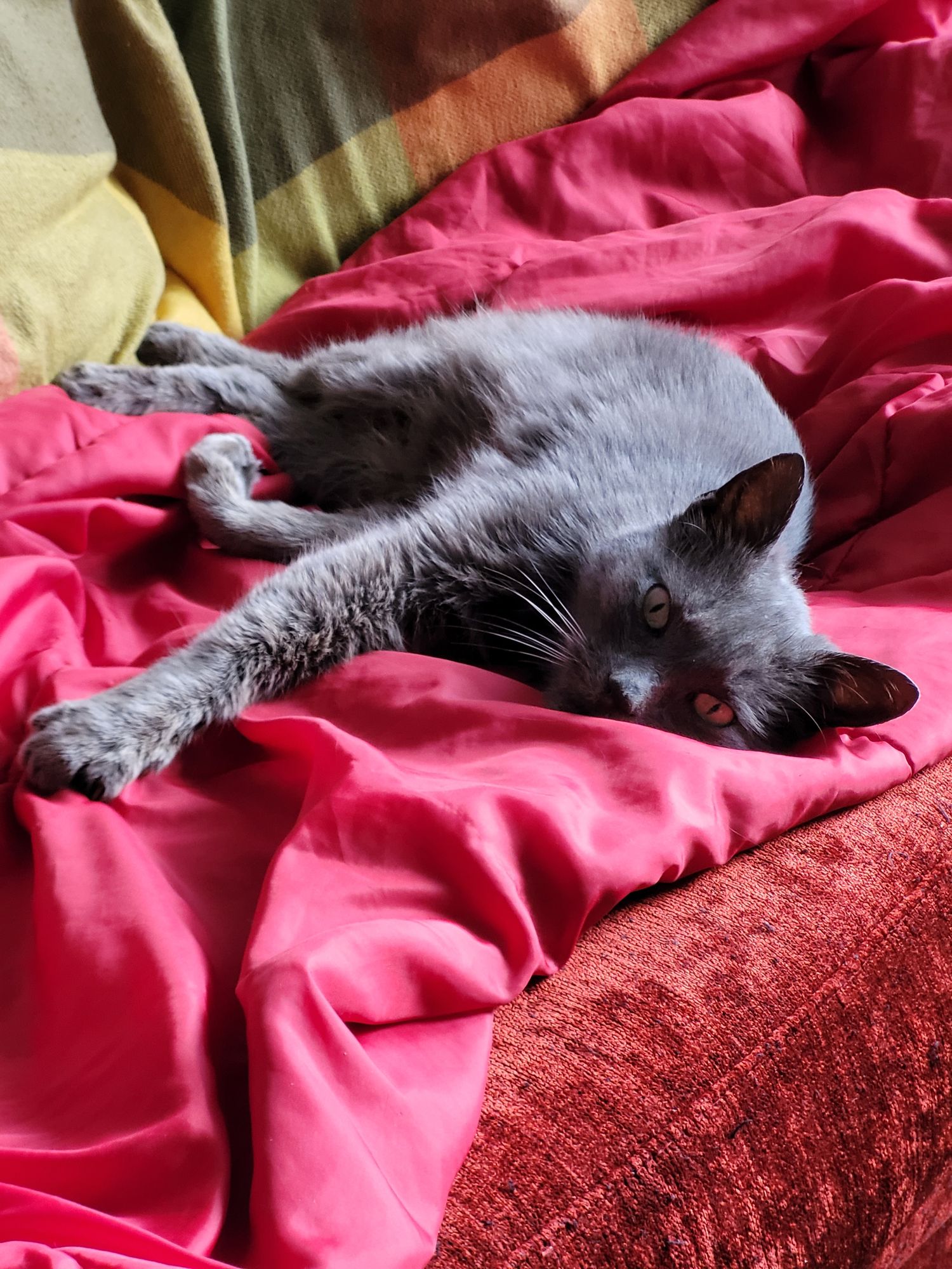 Des nouvelles de Kaloo