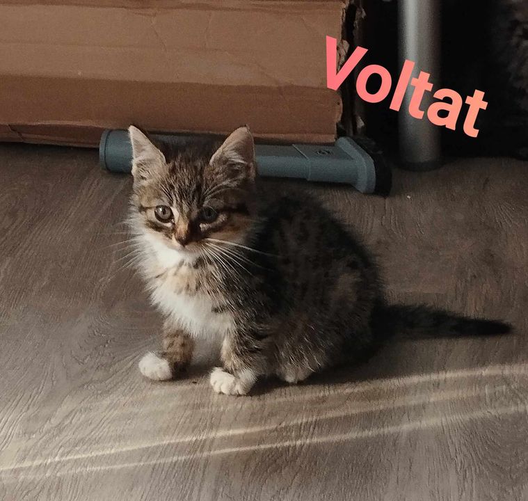 Voltat
