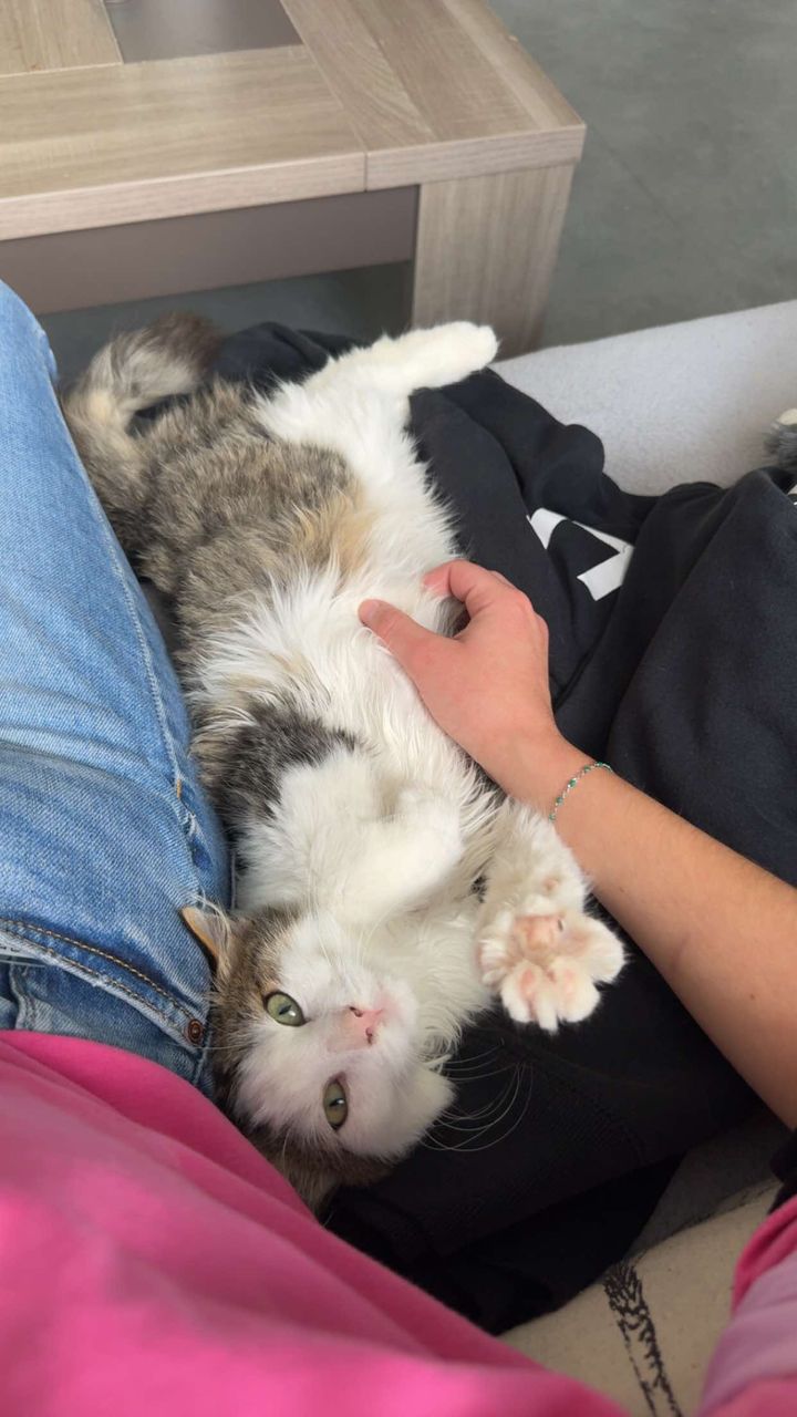 Vanini des nouvelles