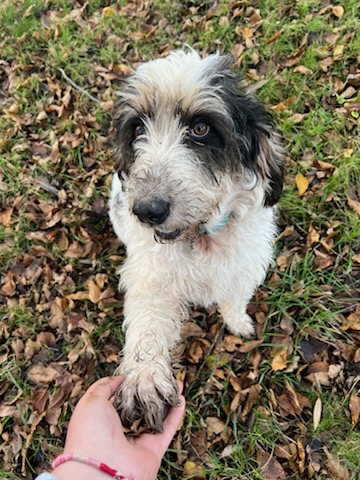 Obélix le bienheureux.