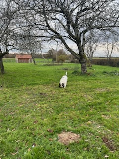 Obélix le bienheureux.