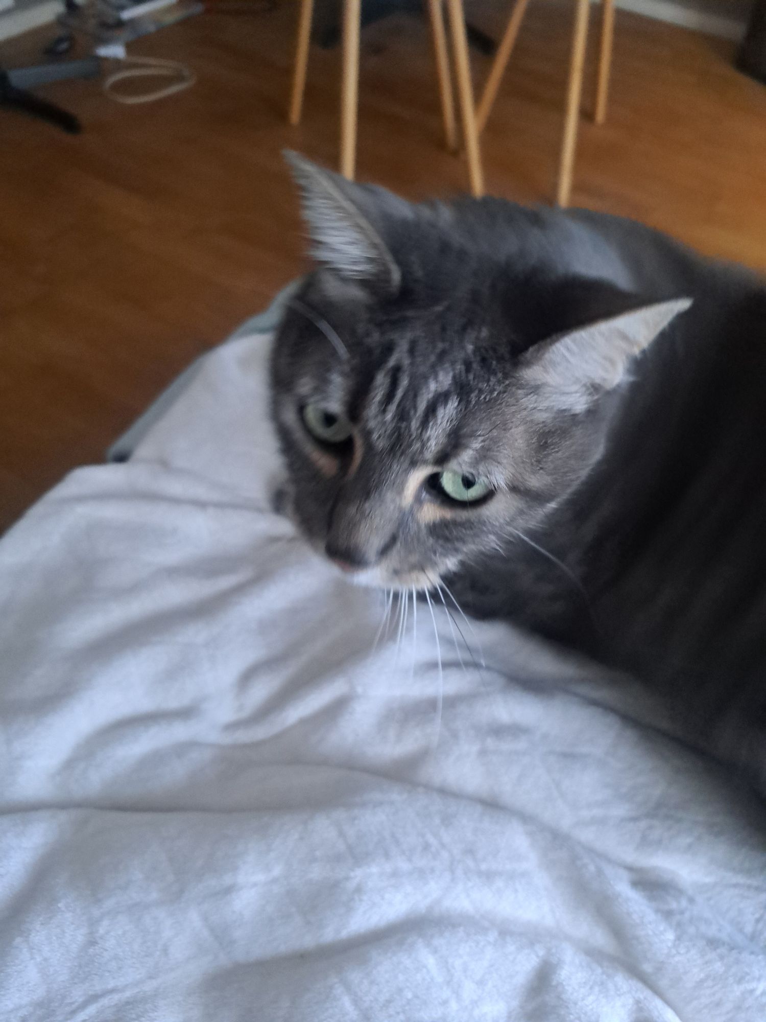 Des nouvelles de Roméo