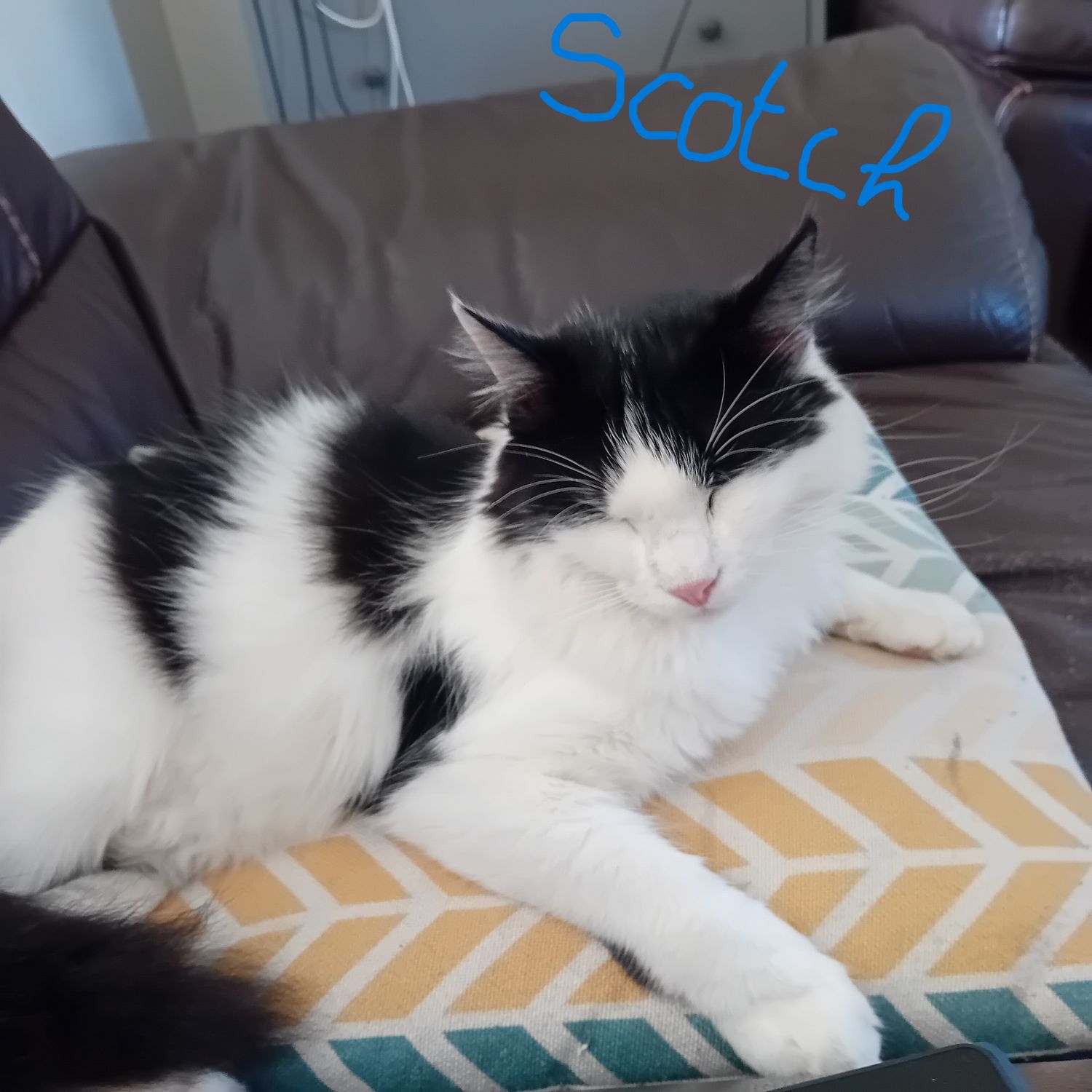 Des nouvelles de Fluffy (Ugandi) - Scotch (Uleron) et Bambou (Utsider)