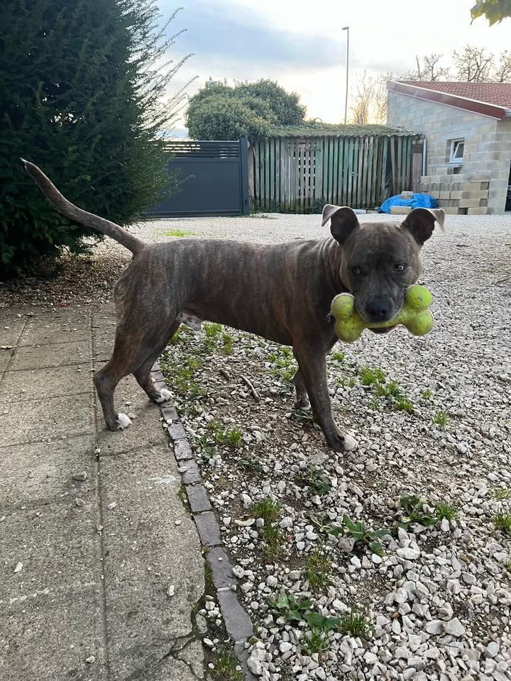 Le bonheur de Tessko