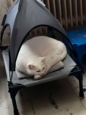 Melle Friskette vous souhaite un joyeux Noël