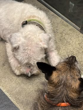 Léna bonne année 2025