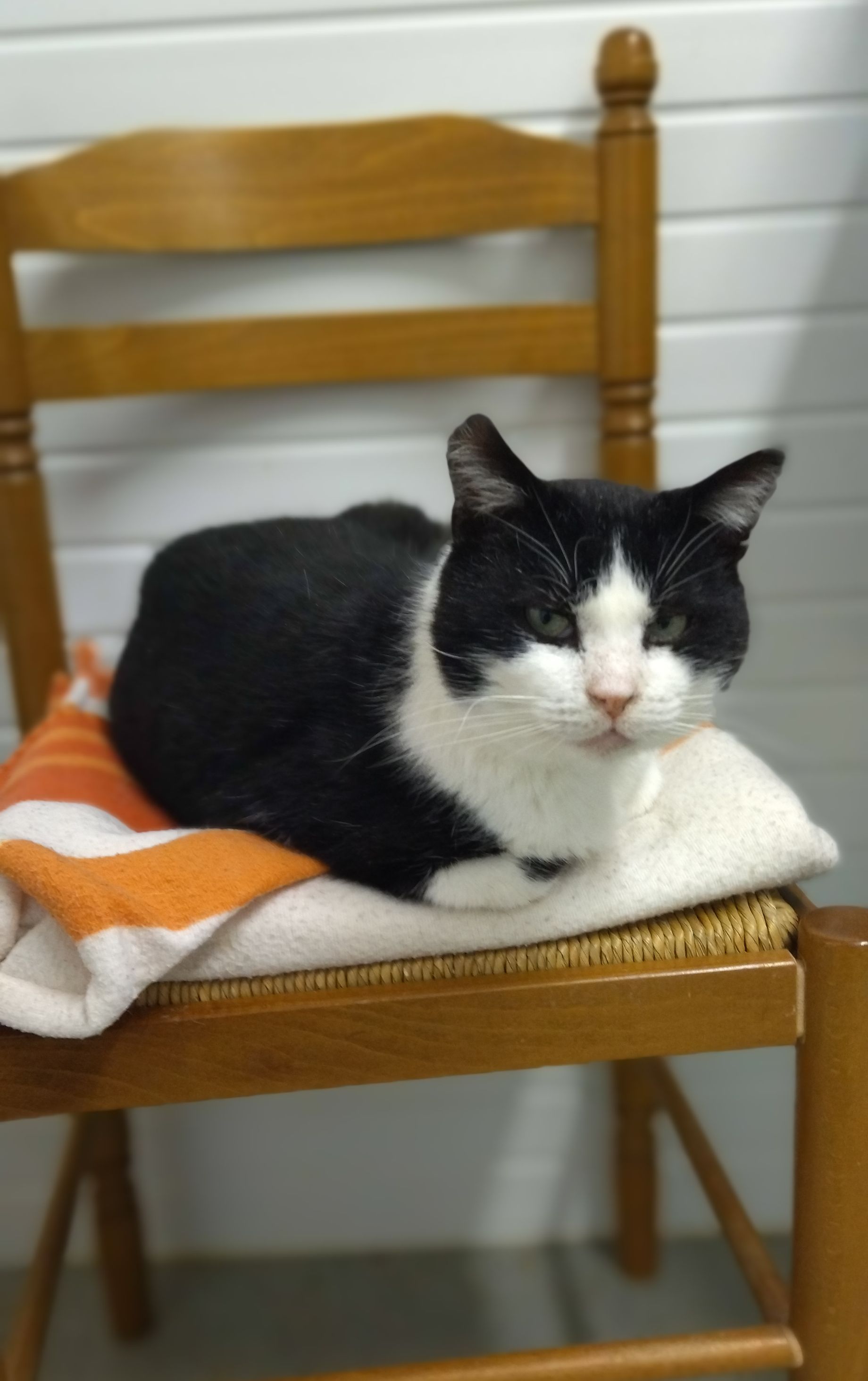 Le voeu de Noël pour Bellini