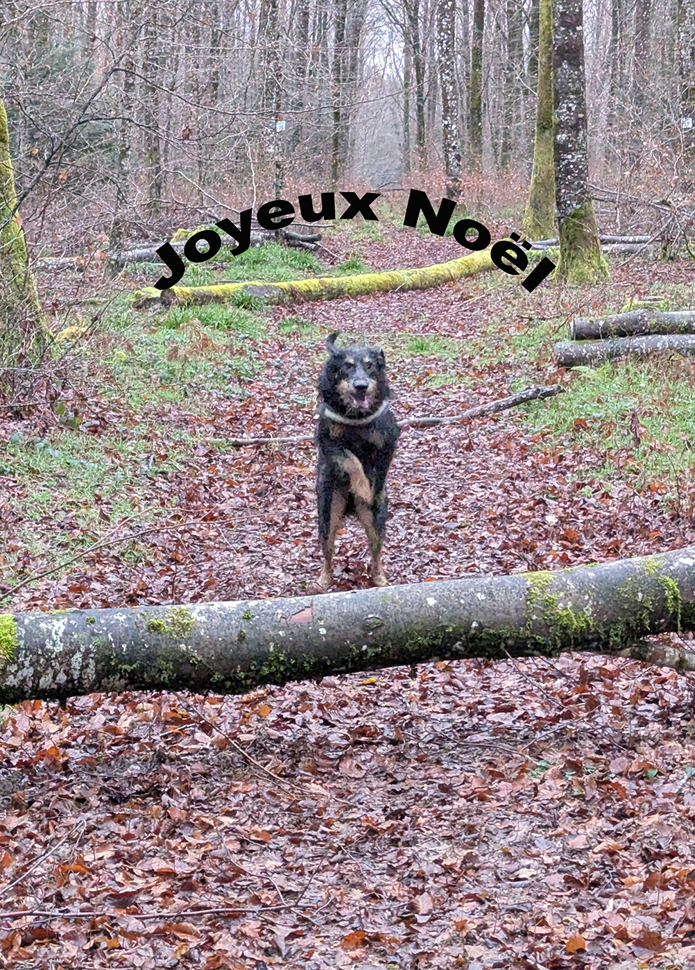 Joyeux Noêl de Malo