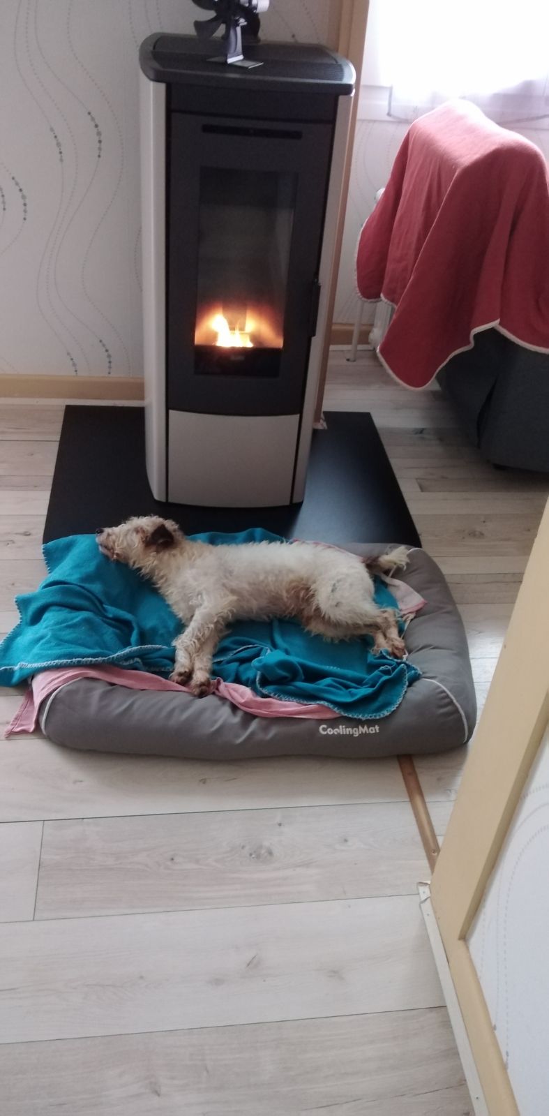 Milou des nouvelles.