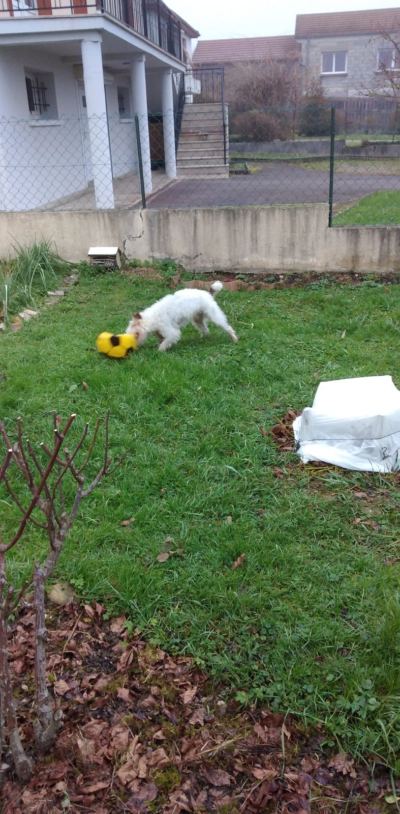 Milou des nouvelles.