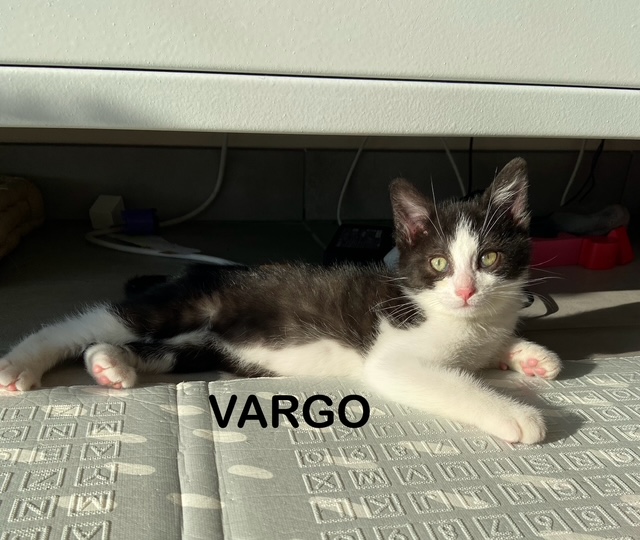 Vargo
