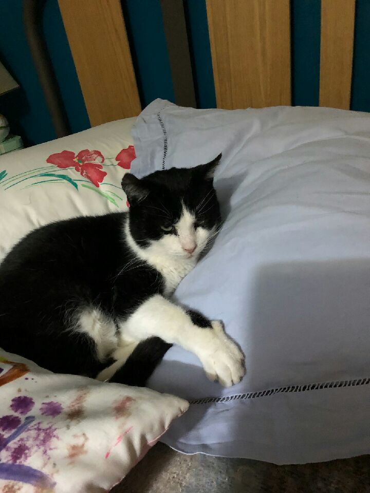 Le vœu de Noël pour Bellini a été exaucé !