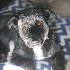 Bonne année à tous de la part de Buck (ex Fripon adopté au printemps 2023)