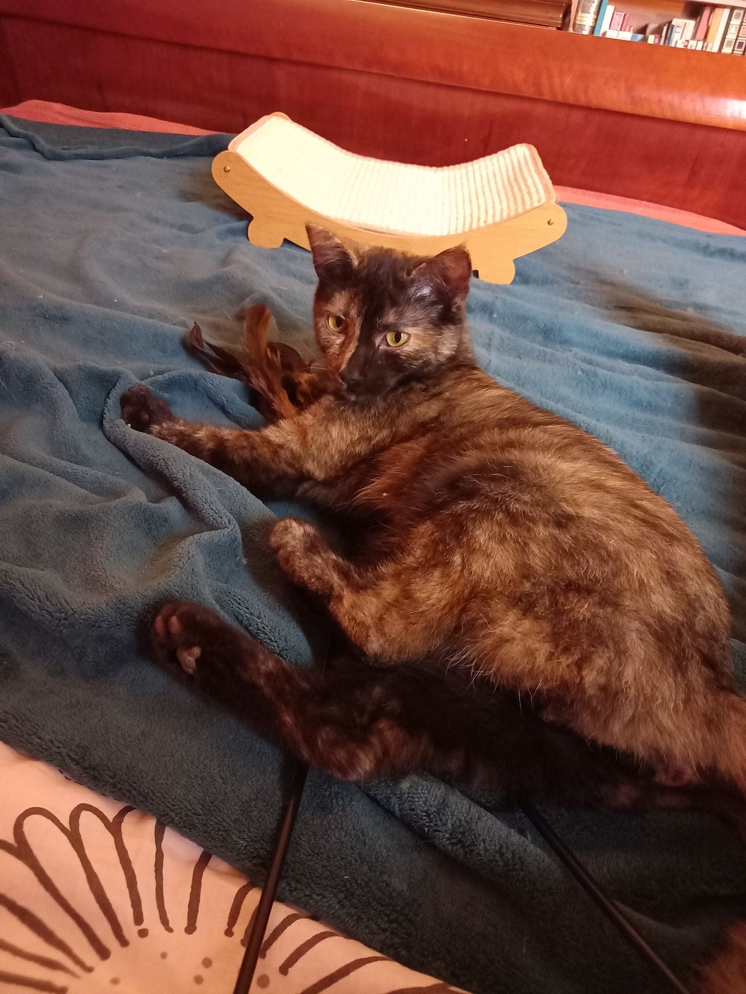 Des nouvelles de Voluptée